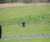 Open High Resolution file for PICT1703.GIF
