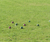 Open High Resolution file for PICT1716.GIF