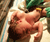 Open High Resolution file for PICT2446.GIF