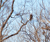 Open High Resolution file for PICT5484.GIF
