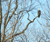 Open High Resolution file for PICT5486.GIF