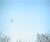 Open High Resolution file for PICT5491.GIF