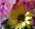 Open High Resolution file for PICT5500.GIF