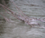 Open High Resolution file for PICT5535.GIF