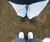 Open High Resolution file for PICT3513.GIF