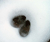 Open High Resolution file for PICT3516.GIF