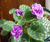 Open High Resolution file for DSC_0037.GIF