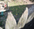 Open High Resolution file for DSC_0073.GIF