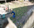 Open High Resolution file for DSC_0081.GIF