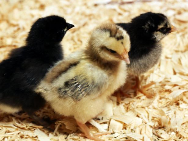 baby chicks